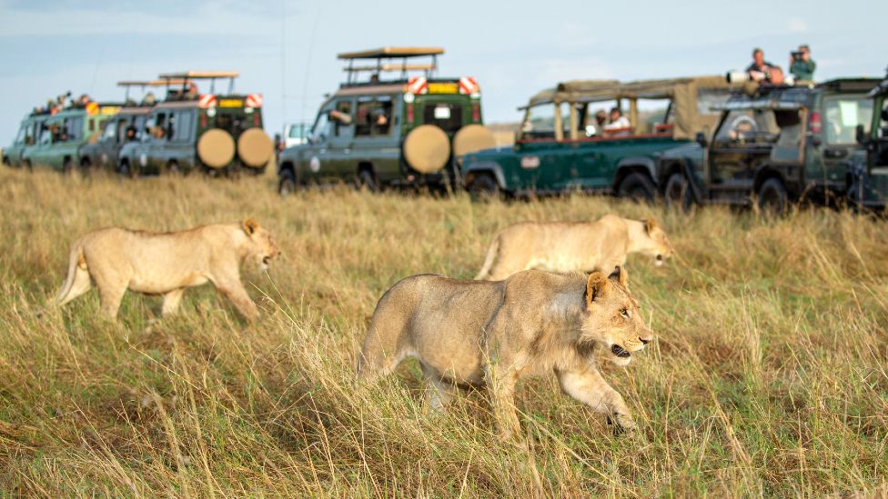 Tourists viewing a pride of lions on the move in Masai Mara Game Reserve Kenya. 
