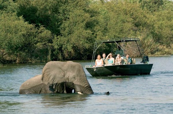 Tourists watching the elephant cross victoria Nile while on their way to the delta in Murchison falls National Park Uganda Africa. 