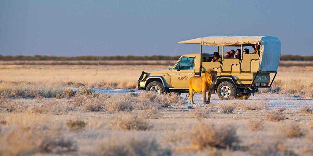 Tourists in a jeep looking at the Male lion at Etosha National Park Namibia