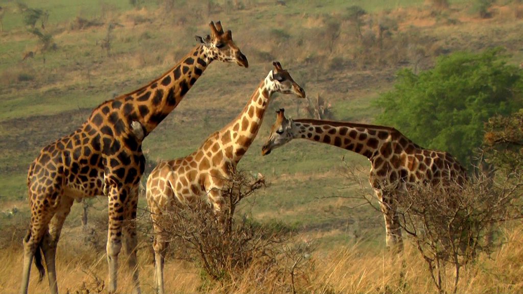 Tower of giraffes Murchison falls national park Uganda 