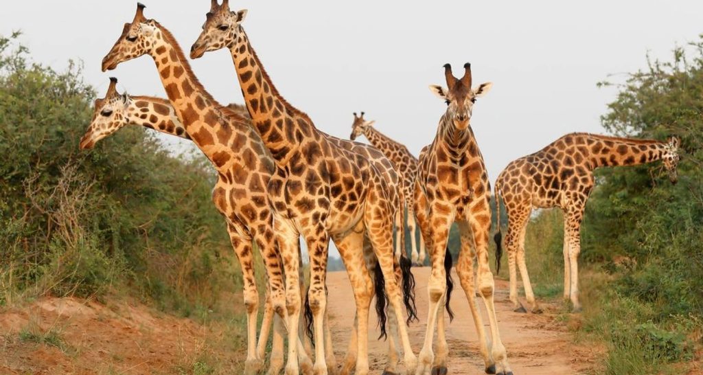 Towers of giraffe at Murchison falls National park Uganda 
