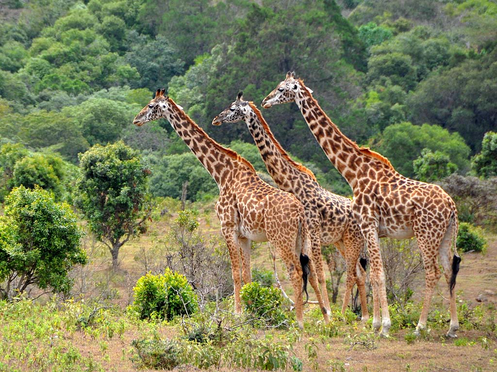 Towers of giraffes at Lake Manyara National Park Tanzania