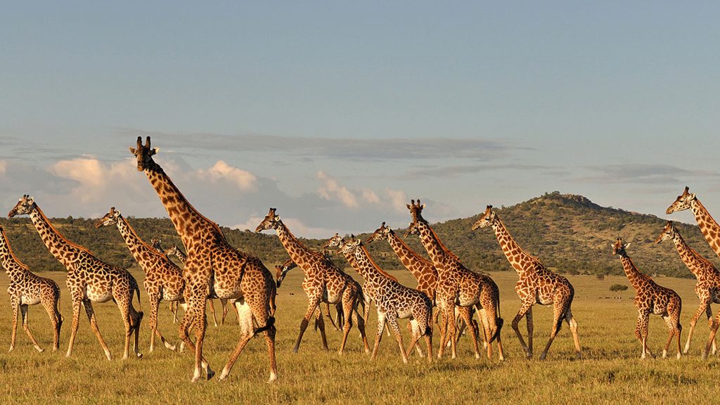 Towers of giraffes in Lake Manyara National Park Tanzania