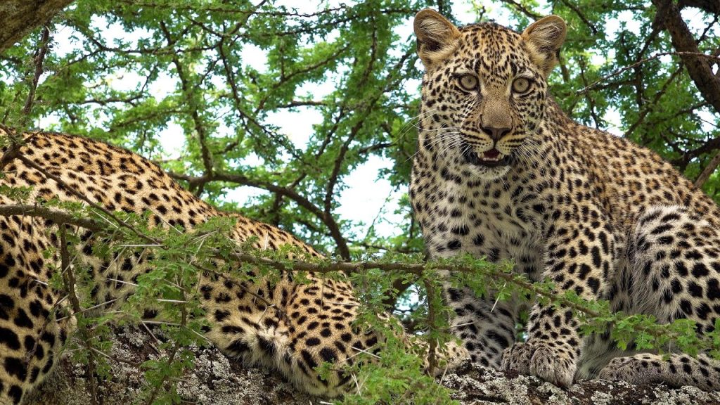 Two Leopards up siting the branch of acacia tree in Serengeti National Park Tanzania. 