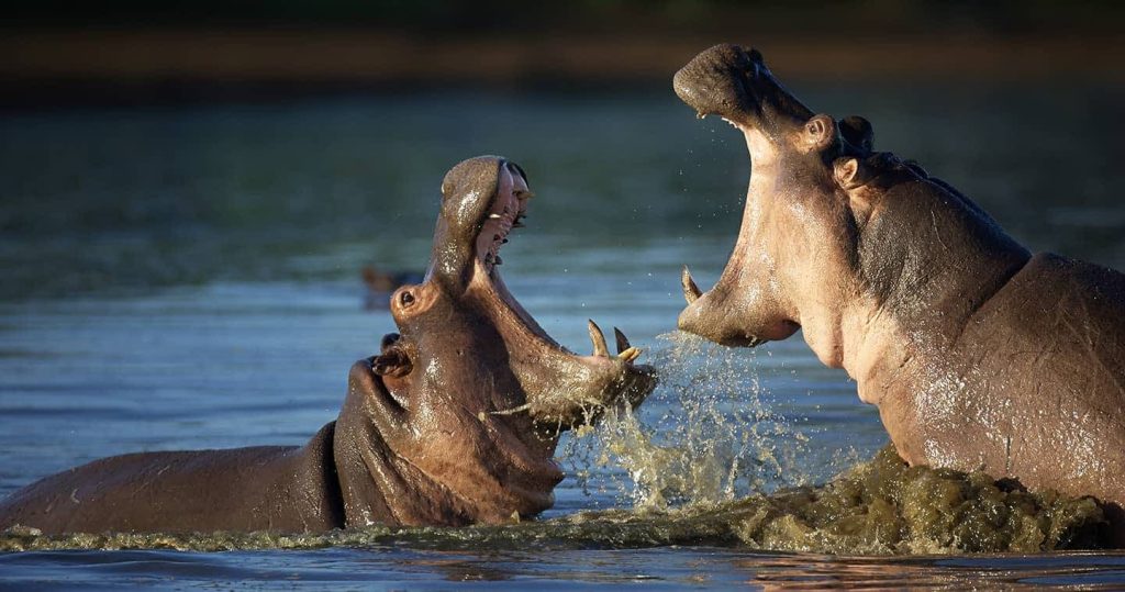 Two hippopotamus having a fight at mara river.