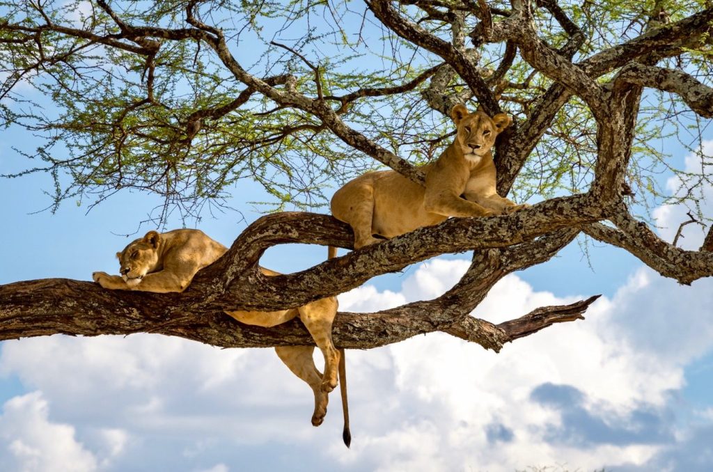 Two lioness sitting up on the branches of a tree at Lake Manyara National Park Tanzania