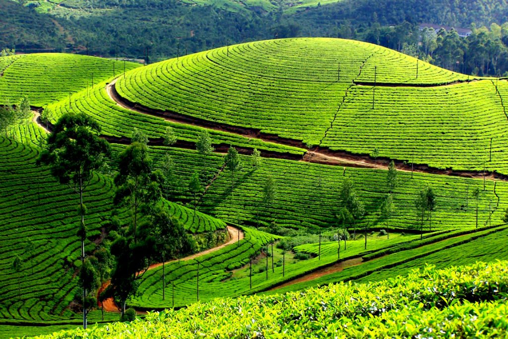 Tea estate fort portal Uganda 
