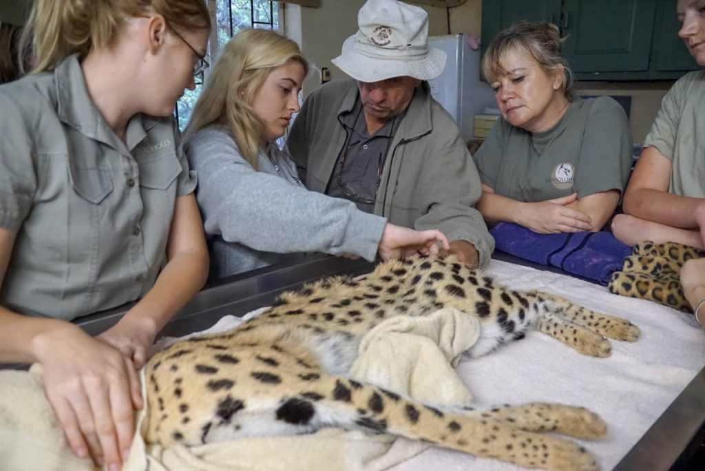 Vet treating a cheetah Moholoholo animal rehabilitation center South Africa