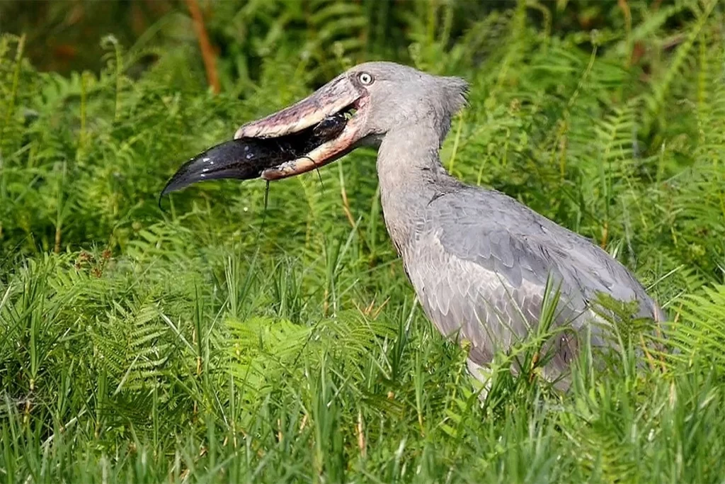 Victoria Nile shoebill swallowing the eel close to the delta point in Murchison falls national park Uganda Africa 