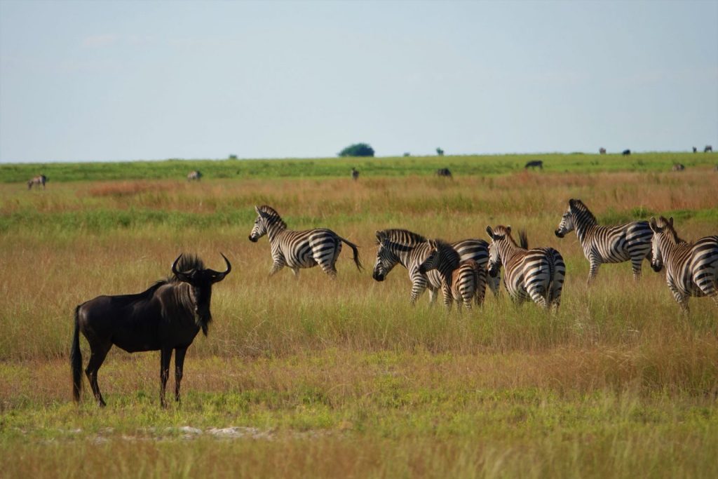 Wildebeest and a dazzle of zebras Liuwa Plains National Park Zambia