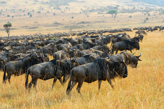 Wildebeest during the great migration Tanzania