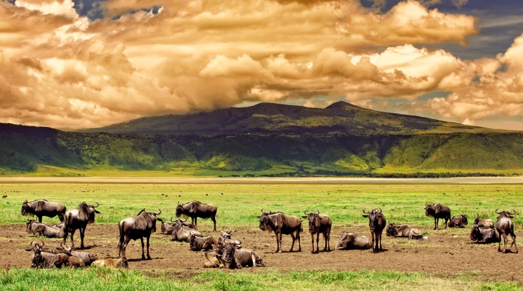 A herd of Wildebeests Ngorongoro-crater-Tanzania.