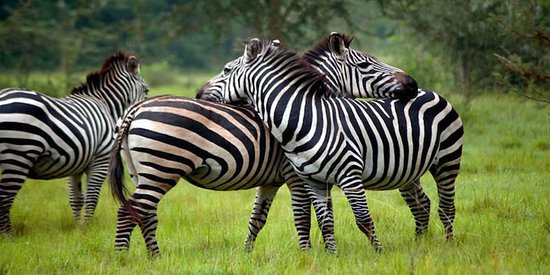 Zebras at lake Mburo national park Uganda Africa