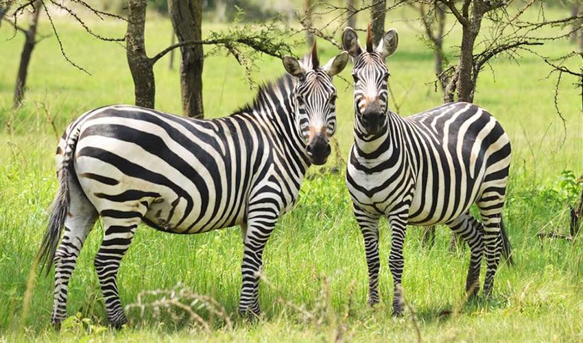 Zebras in lake Mburo national park Uganda