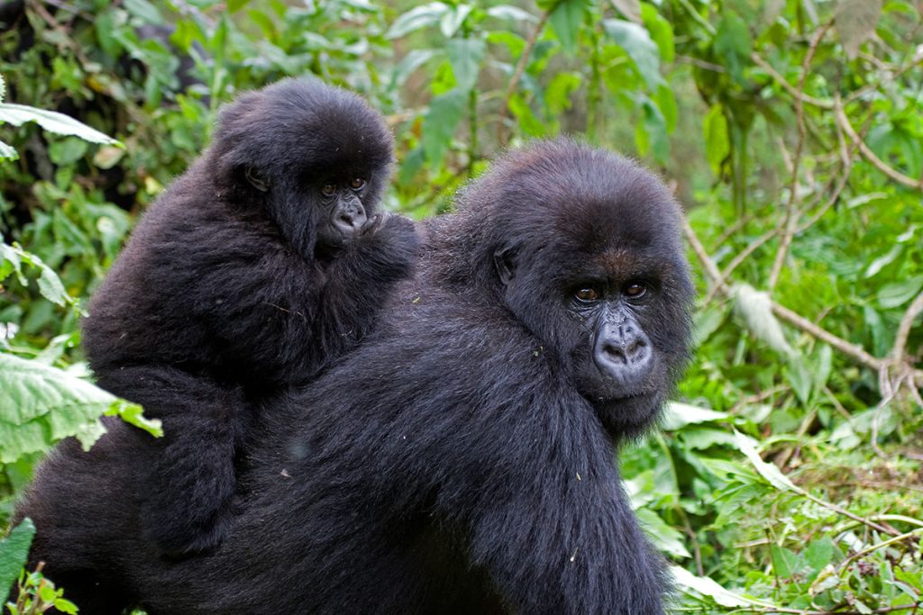 A black back gorilla and her infant at Bwindi Impenetrable National park Uganda.