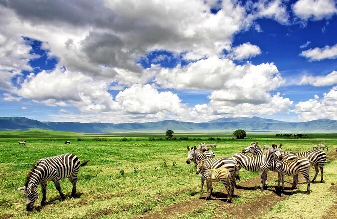 a dazzle of zebras in Ngorongoro national park Tanzania Africa