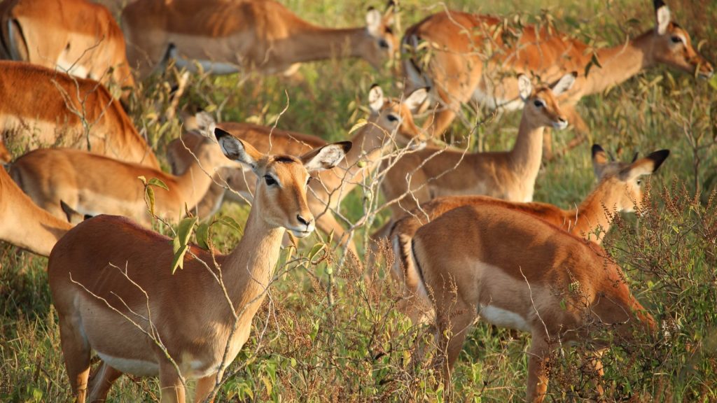 A herd of impalas at Lake Nakuru National park Kenya Africa