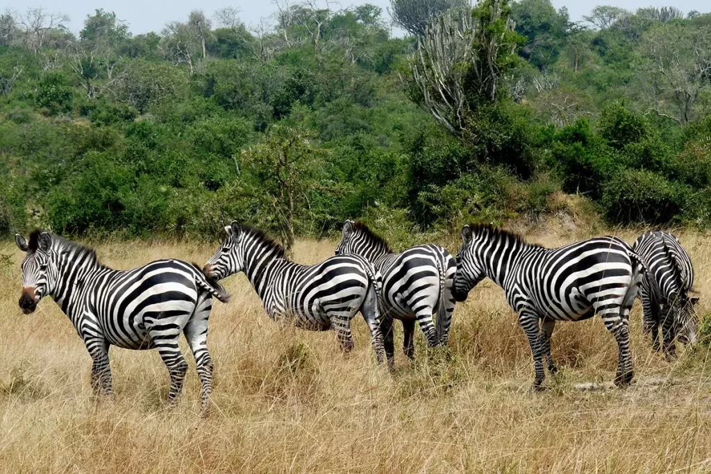 dazzle of zebras at Lake Mburo National Park Uganda