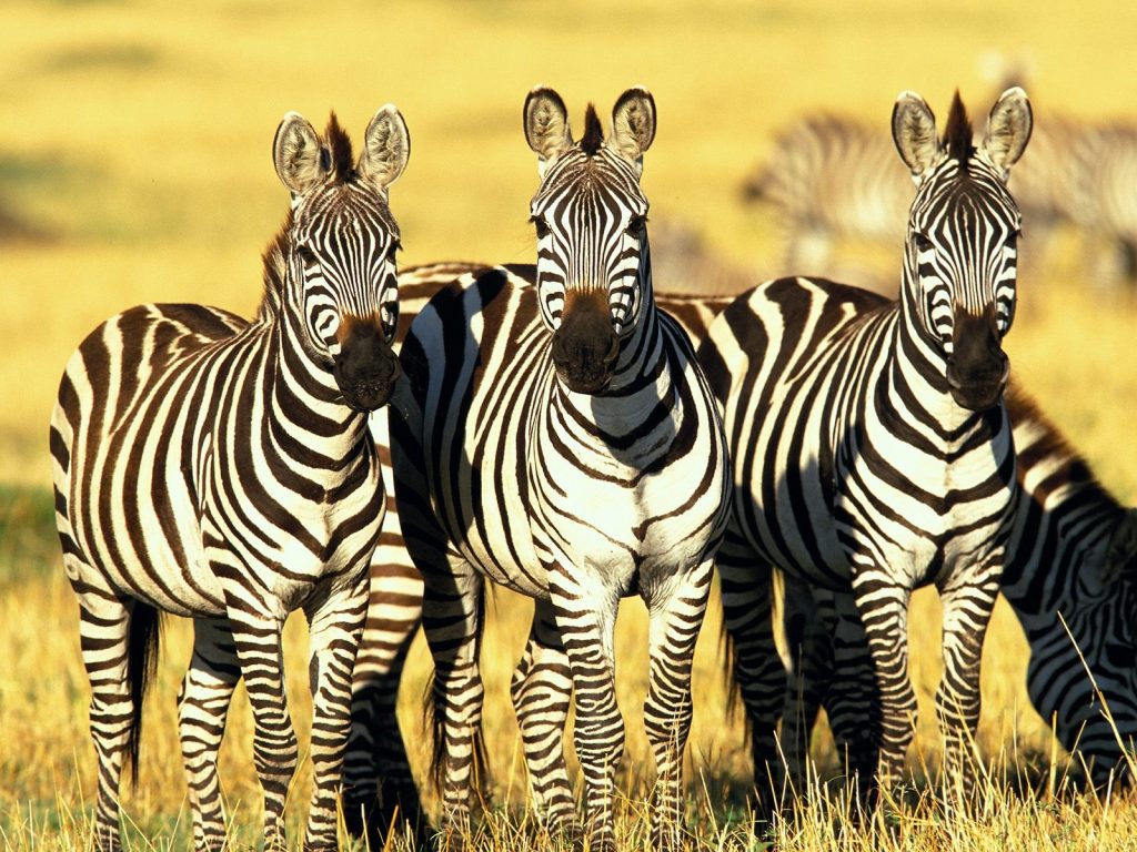 A dazzle-of-zebras-lake-Mburo-national-park-Uganda.