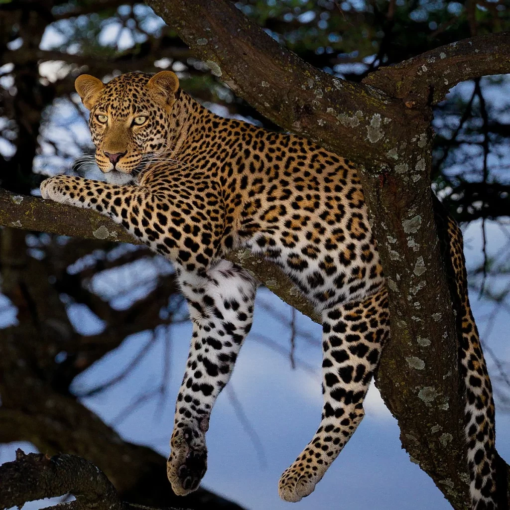 African leopard up in the tree at Serengeti national park Tanzania