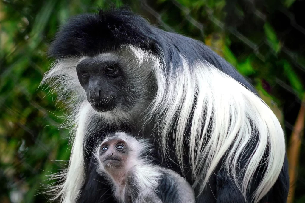 black-and-white-colobus-monkey-kibale-national-park-Uganda.
