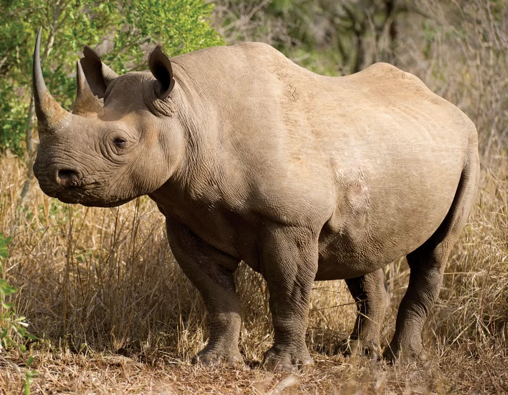 Black rhino in Serengeti national park Tanzania