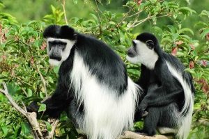 black and white colobus monkey at Bigodi swamp wetland Uganda