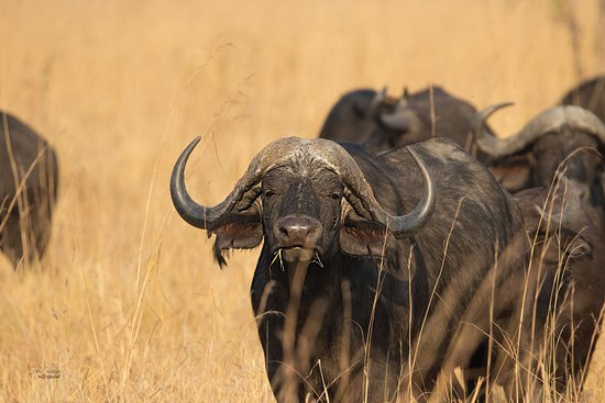buffalo-herd Northern Kafue National park Zambia