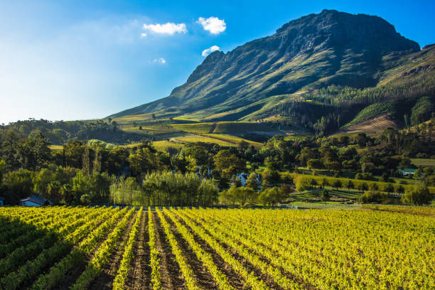 cape wine lands south Africa