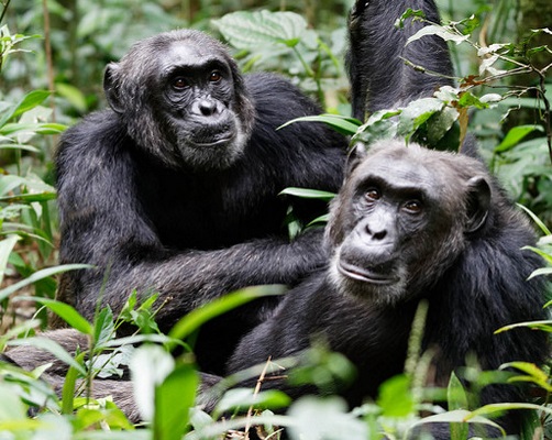 chimpanzees in Kibale National Park Uganda