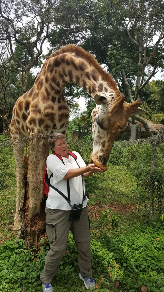tourist feeding a giraffe