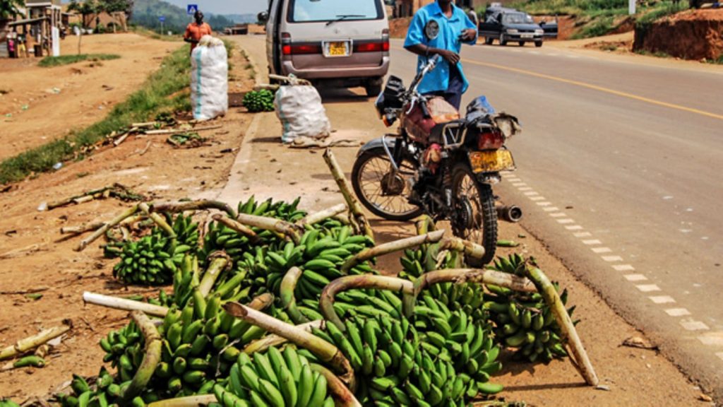 green bananas sold along side of the Kagadi road