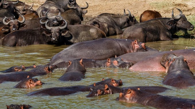 Hippopotamus and buffaloes Queen Elizabeth National Park Uganda