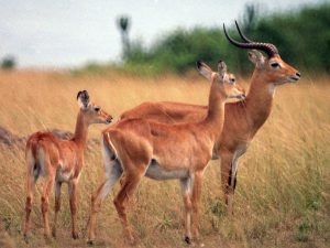 A family of kobs at Queen Elizabeth National park Uganda