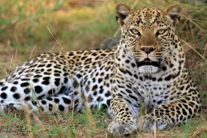 A leopard resting at ishasha Uganda