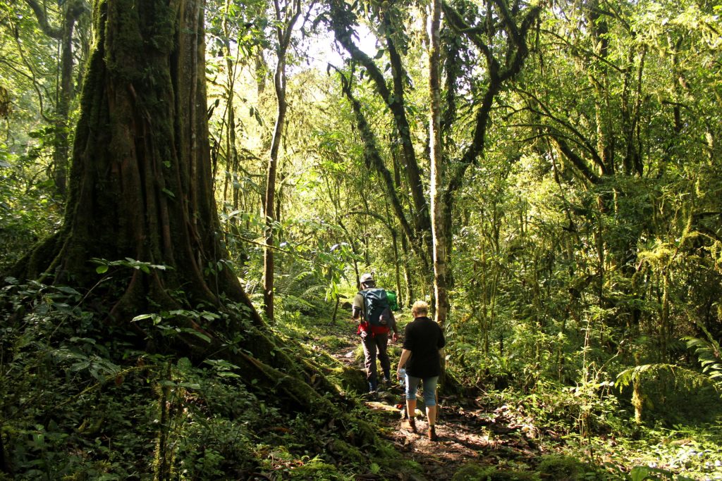 Tourists having a walking in Mabila forest Uganda