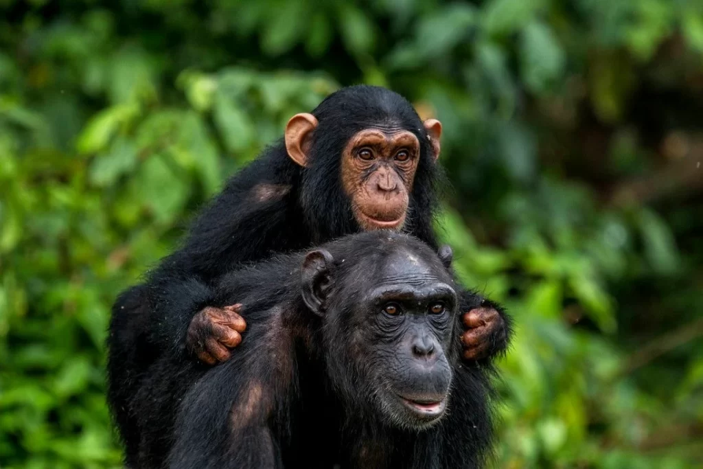 chimpanzee Ngamba island lake victoria Uganda
