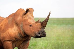 white rhinoceros in Africa