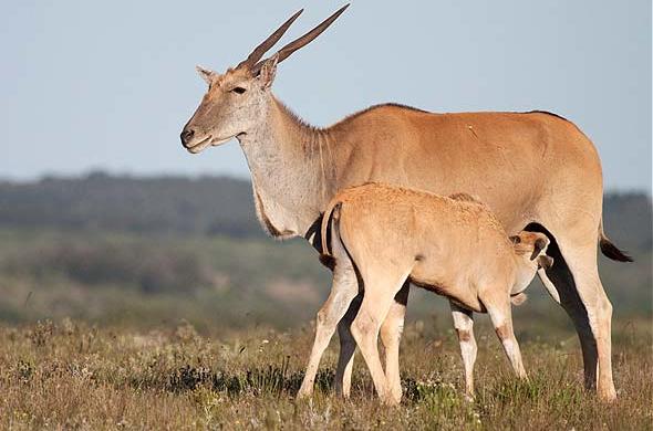southern eland in Serengeti national park Tanzania
