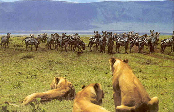three-lioness-gazing-at-the-dazzle-of-zebras-on-the-floor-of-Ngorongoro-crater-National-Park-Tanzania-Africa.