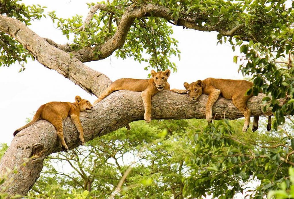 Tree-climbing-lioness-ishasha