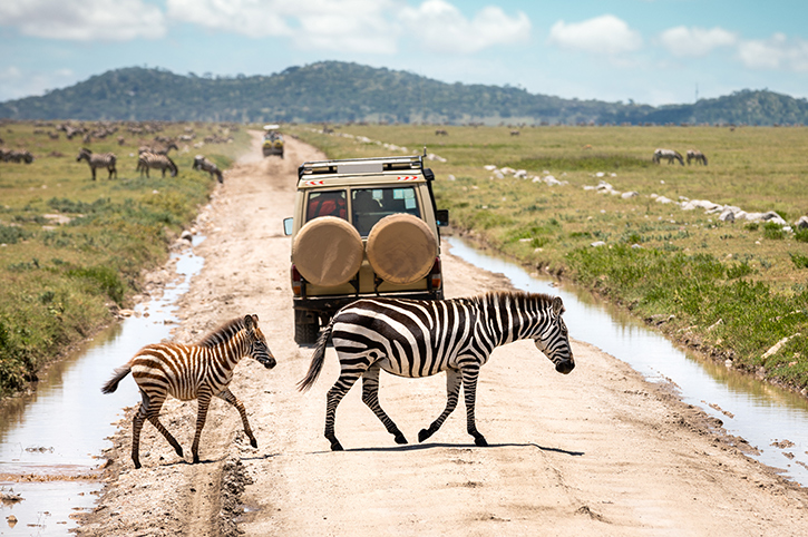 Two Zebras crossing a game truck at Serengeti-National -Park Tanzania