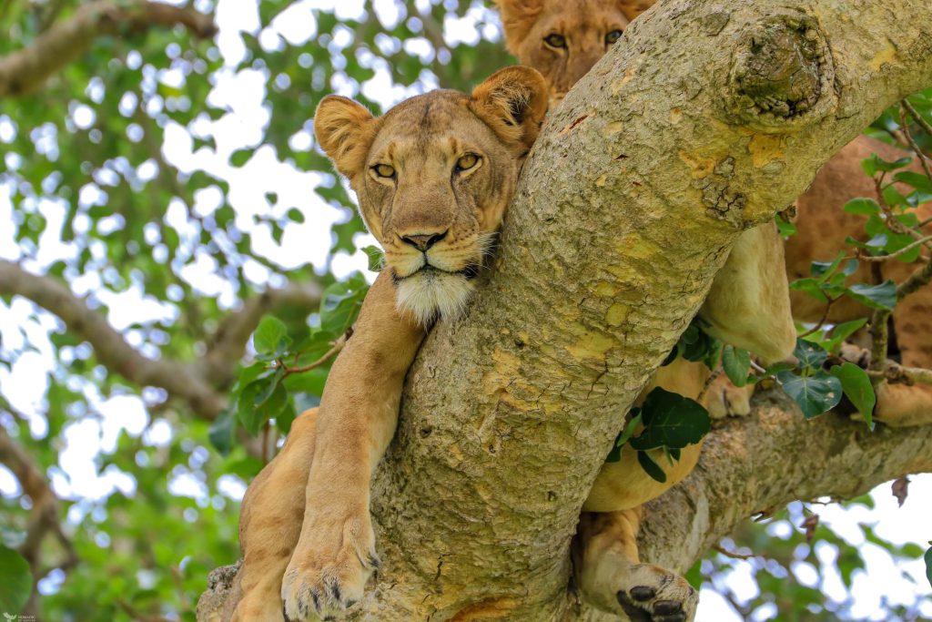 Two lioness resting on the branches of a fig tree Queen Elizabeth National Park Ishasha Uganda
