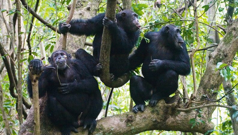 two of the three chimpanzees making loud calling up in the tree at kibale National park Uganda