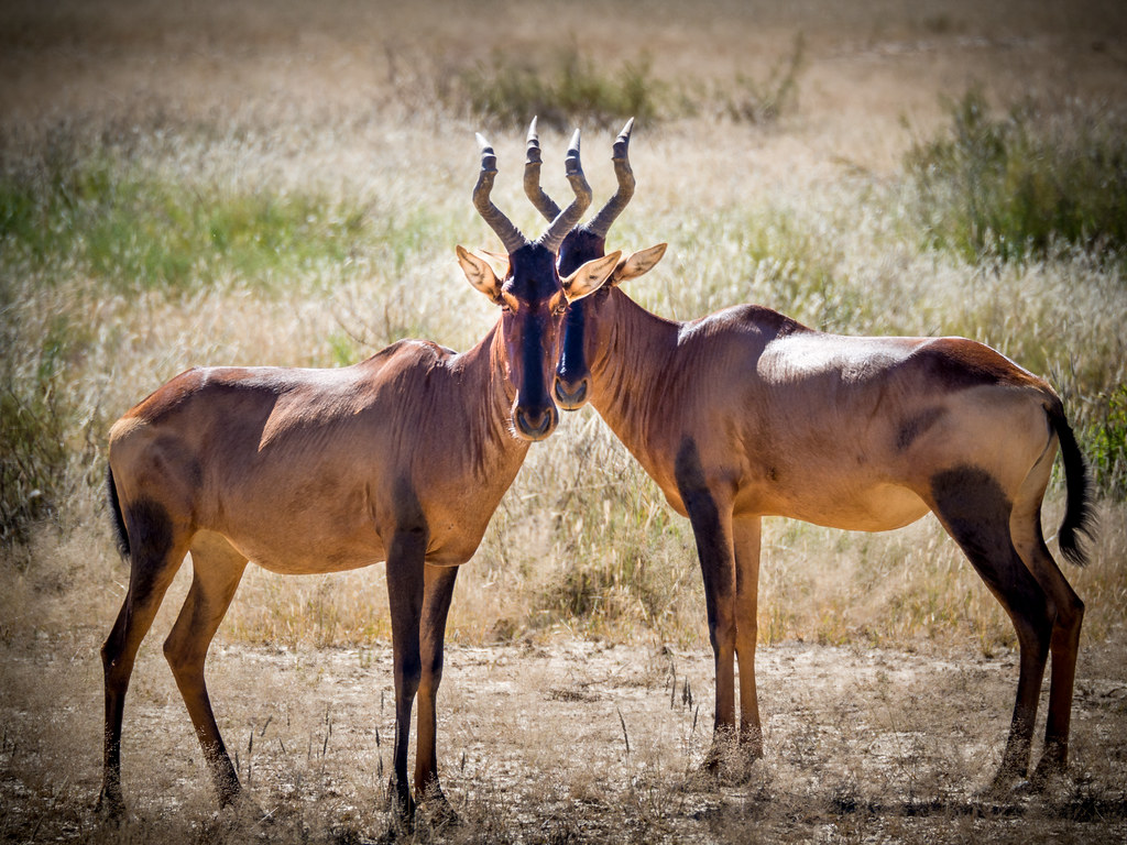two-red-hartebeest-looking-at-the-photographer-on-the-floor-of-Ngorongoro-creator..