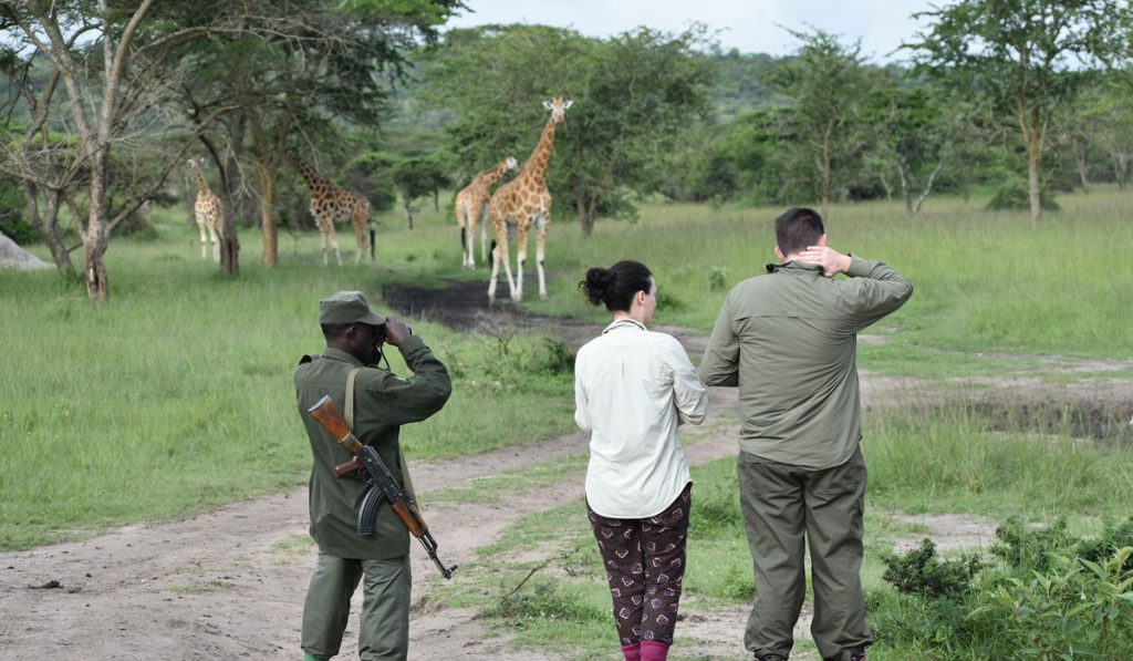 A couple with a park ranger viewing giraffes at Lake Mburo National Park Uganda