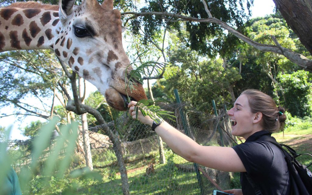  Student from University of Pretoria south Africa feeding a giraffe Entebbe Educational center Uganda. 
