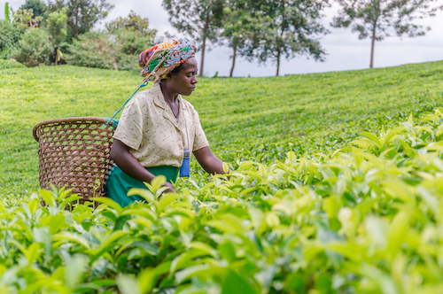 A tea employee picking tea Fortpotal Uganda