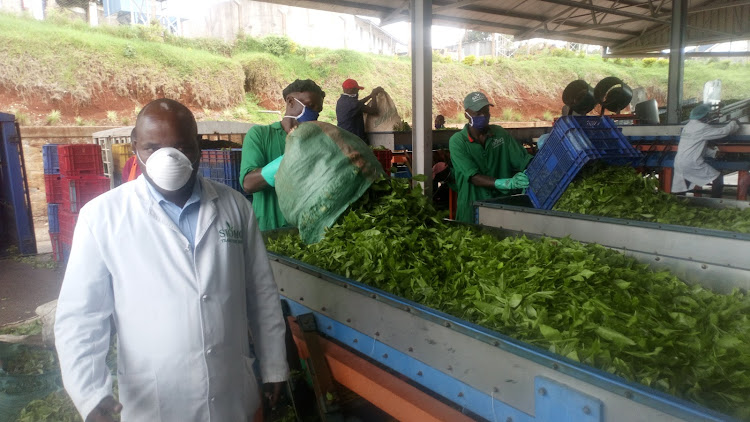 Employees of loading tea leaves Kako tea factory Uganda