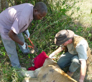 Lion tracking scientific research Queen Elizabeth national park Uganda